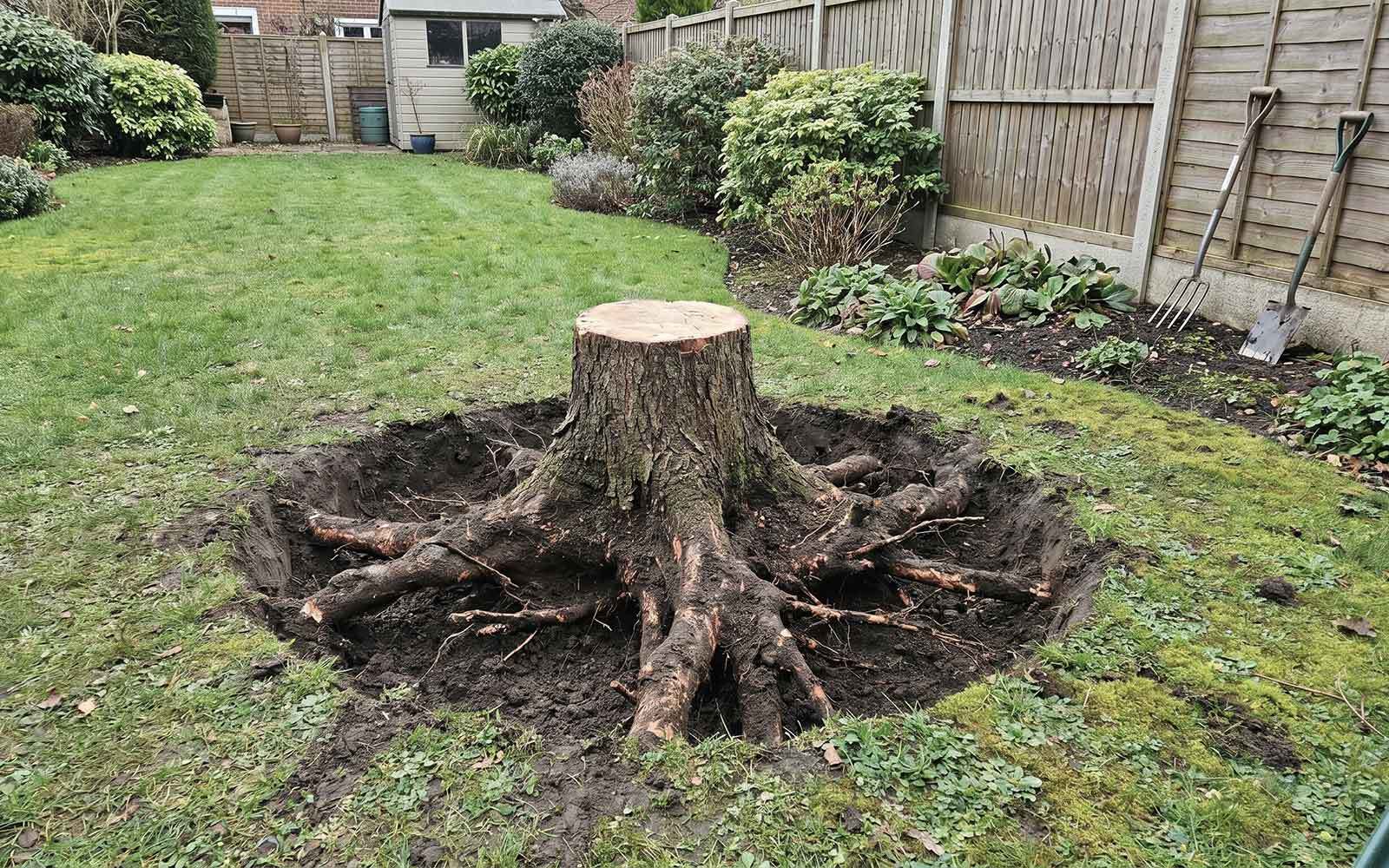 Acorn Tree Surgery Work