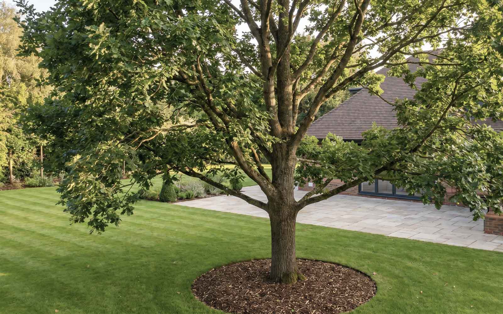 Acorn Tree Surgery Work