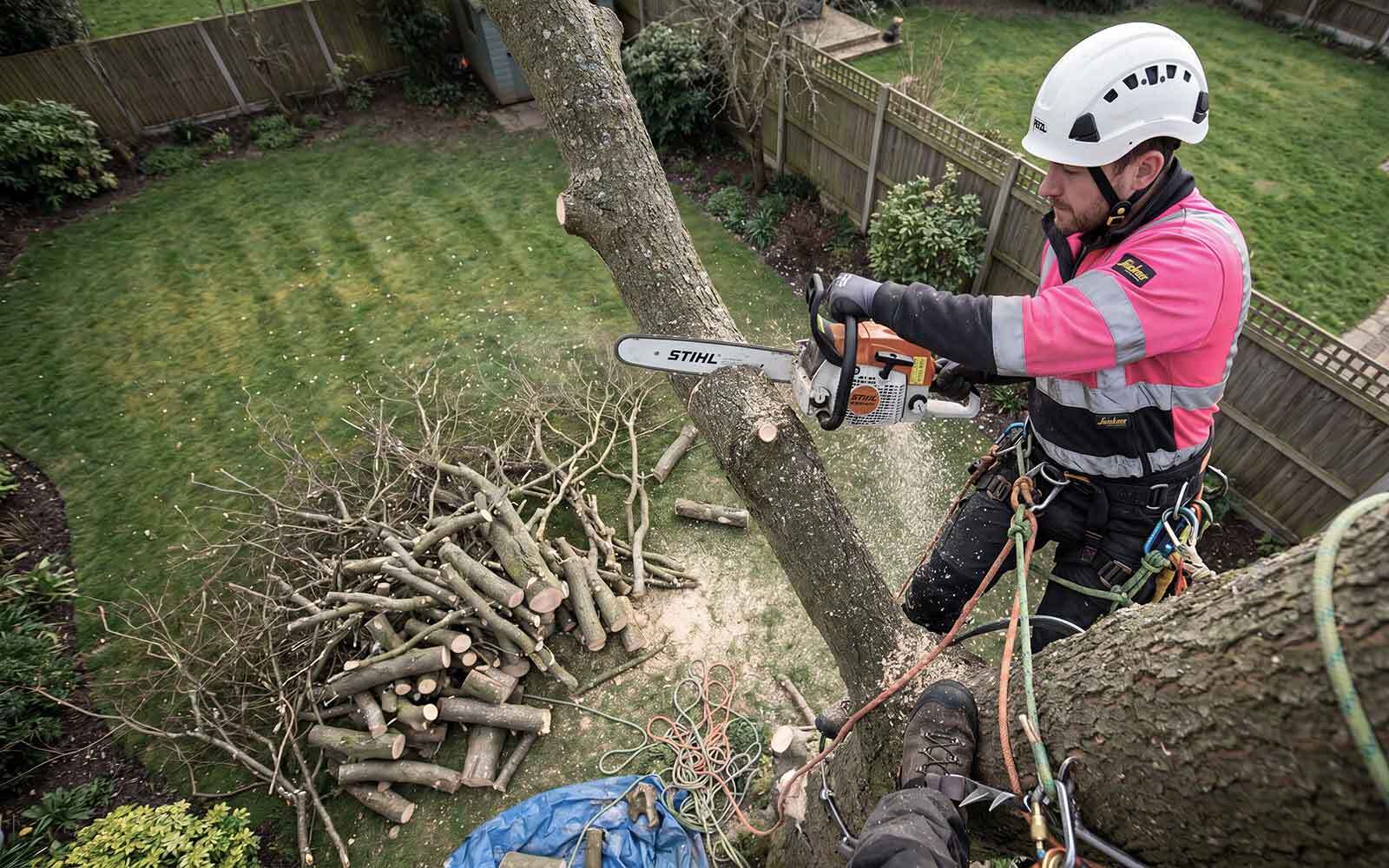 Acorn Tree Surgery Work